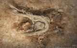 رشته نخ ۵۰ هزار ساله مورد استفاده نئاندرتال‌ها در فرانسه کشف شد